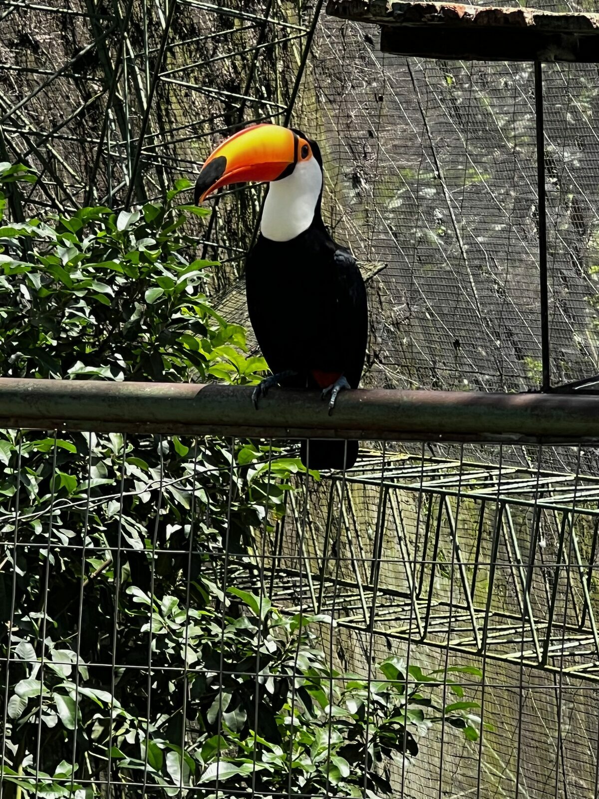 Toucan at Guembe